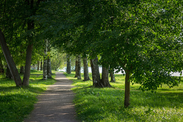 Fototapeta premium a path passing through a birch alley