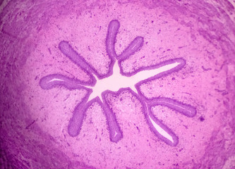 Bull ureter cross-section - permanent microscope slide (stained by haematoxylin-eosin)