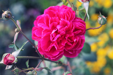 Rose flower in autumn. Coral rose flower in roses garden. English roses garden. pink Dahlia Flowers