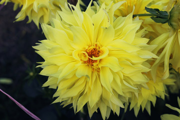 Obraz premium Dahlia flower Chrysanthemum morifolium also known as florist's daisy and hardy garden mum. which are pollenizing. Hardy chrysanthemums.