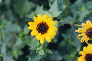 Sunflower natural background. Sunflower blooming. Sunflower field landscape close-up