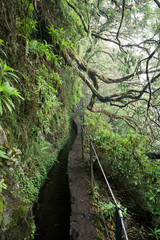 Foggy hiking path in the forest in Levada do Caldeirao Verde Trail, Madeira island, Portugal.