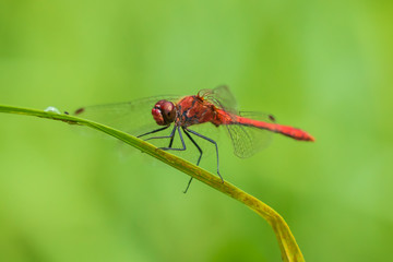 Sympetrum sanguineum Ruddy darter male dragonfly red colored body