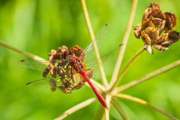 Sympetrum sanguineum Ruddy darter male dragonfly red colored body top view