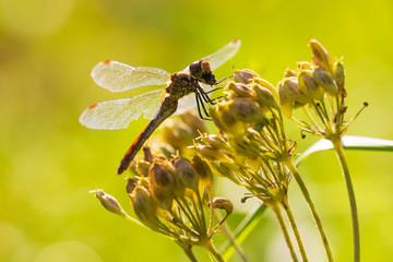 Sympetrum vulgatum Vagrant darter eating prey