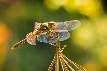 Sympetrum striolatum Common Darter posing closeup