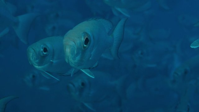 Crescent-tail bigeye (Priacanthus hamrur)are schooling,Indian Ocean, Maldives, slow motion