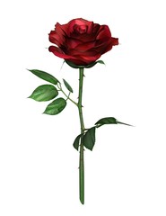 Red Rose white background