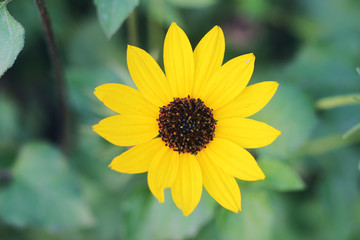 Sunflower natural background. Sunflower blooming. Sunflower field landscape close-up