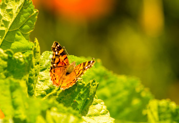ibs butterfly orange monarch