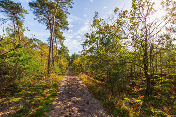 Fototapeta na wymiar Wide angle image of a beautiful forest in Fall season with sunlight passing through the trees