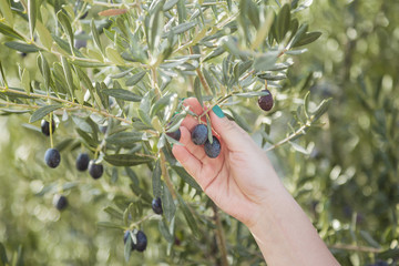 woman holds black olive in an olive plantation