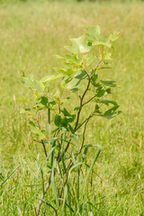 ibs tulip tree