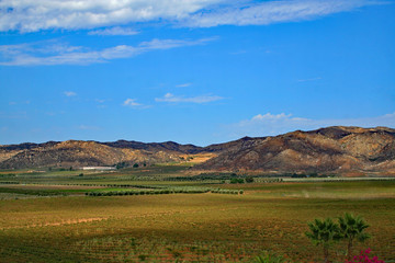 Fototapeta na wymiar Winery in Guadelope Valley (BCX 0151)