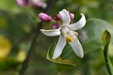 Up close white flower blossoming on lemon tree