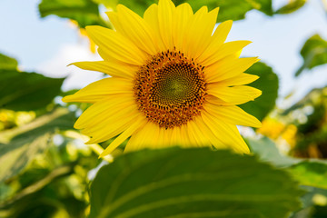 Obraz premium One flower of a sunflower in the field.