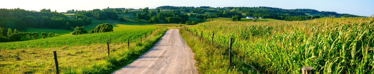 Road in the field. Panoramic view of the valley covered with trees and the road through the middle. Corn field and meadow.