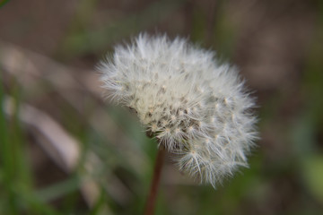 dandelion in bloom