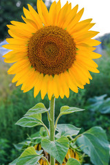 One flower of a sunflower in the field.