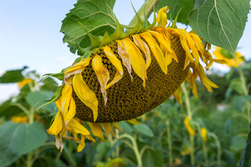 Ripe sunflower in the field.