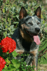 Nice Australian Cattle Dog with flowers
