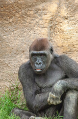 Western Lowland Gorilla 