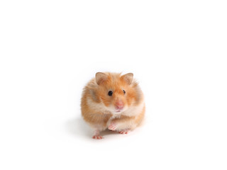 Fluffy and red Syrian hamster. Rodent is sitting and isolated on a white background.