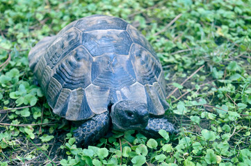 turtle on the grass
