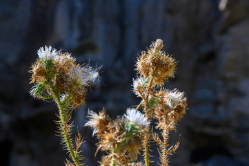 Obraz premium Distelblüten