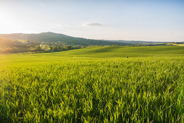 poggio covili in val d'orcia in italy in tuscany with warm light and sky with clouds and grass and green wheat moved by wind with house and cypresses trees and hills