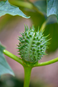Stechapfel knospe