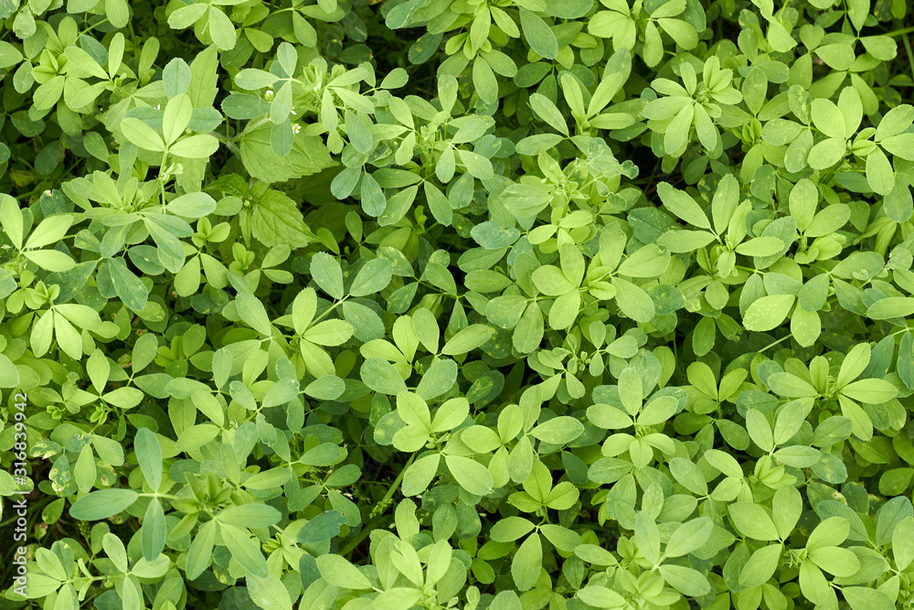 Wall mural Alfaalfa lucerne plant young growth on bed in the field from above overhead top view, agrarian sideration process. Background, texture, copy space, closeup.