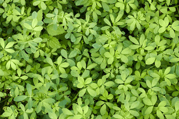 Fototapeta na wymiar Alfaalfa lucerne plant young growth on bed in the field from above overhead top view, agrarian sideration process. Background, texture, copy space, closeup.