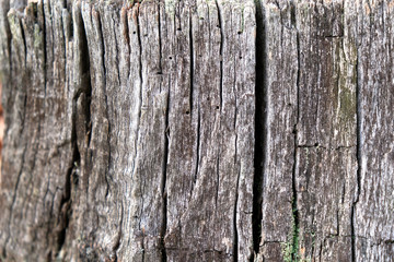 Fototapeta premium Old tree close-up, wooden background for design.