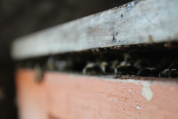abejas, apicultura, apicultor, medio ambiente, abejas solitarias, colmena en abejas, colmena, campo, felicidad, superación, beekepers, save the bee, Chile, miel, polen, propoleo 