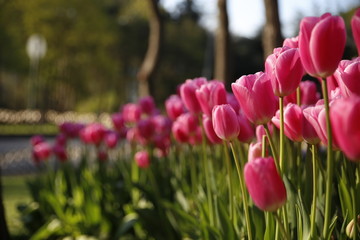 Tulip in garden