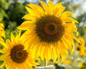 Field with flowers of sunflower.