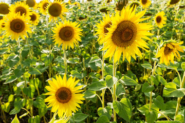 Field with flowers of sunflower.