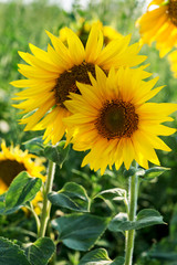 Field with flowers of sunflower.