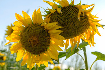 Field with flowers of sunflower.