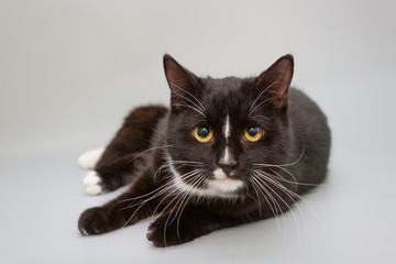 Black and white cat on a gray background
