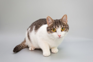Funny cat on a gray background