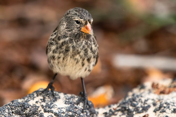 Darwin Finch