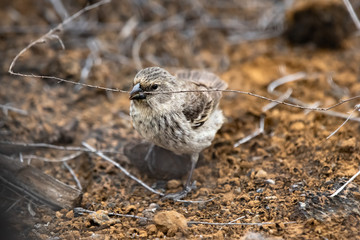 Darwin Finch with stick