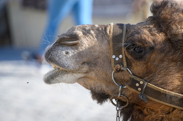 Kamel Dromedar Kopf Nah