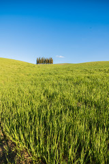 San quirico d'orcia cipressi di san quirico d'orcia at golden hour with beautiful warm light and clouds on hills italian landscape in tuscany in italy