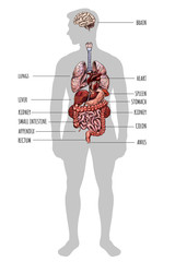 Human silhouette with internal organs, hand drawn - obrazy, fototapety, plakaty