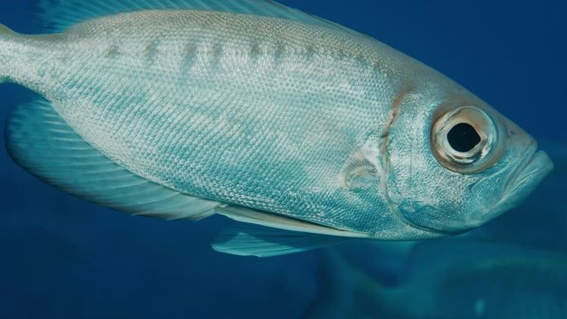 Crescent-tail bigeye (Priacanthus hamrur)are schooling,Indian Ocean, Maldives, slow motion