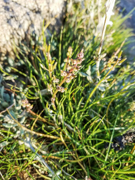 Seaside or shore arrowgrass