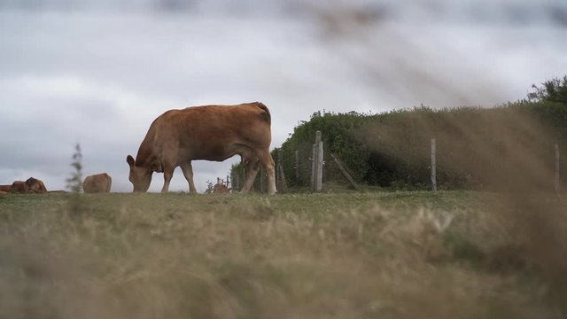 Herd of Aubrac cows grazes in a green meadow of a farm.